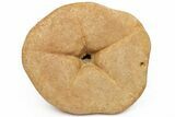 Miocene Fossil Echinoid (Clypeaster) - Taza, Morocco #215587-2